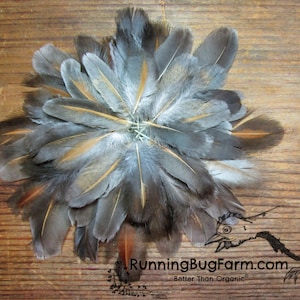Ultra Thin Cruelty Free Wing Feathers Blue Laced Red Natural Gray and Chestnut Brown Ethical Plumes for Crafts (45, 1.5-2.75&quot;)