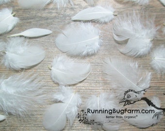 Cruelty Free MINI White Feathers Natural Real Wyandotte Rooster Bird Plumage for Crafts Ethically Sourced Chicken Plumes Qty 30 Size 1-1.49"