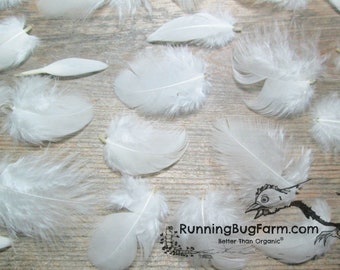 Cruelty Free Feathers MINI Feathers White Feathers Natural Real Feathers White Wyandotte Rooster Feathers For Crafts Qty 30 Size 1-1.49"