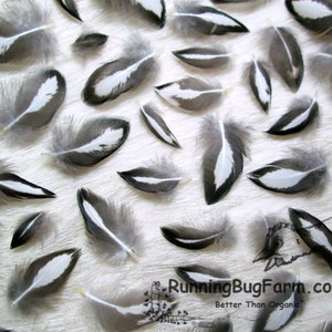 Real Miniature Silver Laced Hen Feathers Natural Cruelty Free Mini Black and White Real Bird Plumes for Art Crafts Dolls etc Qty 30 Size &lt;1&quot;