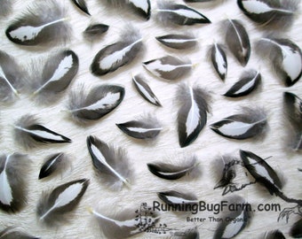 Real Miniature Feathers Silver Laced Hen Natural Cruelty Free Feathers Mini Black & White Real Bird Feathers For Crafts Qty 30 Size <1"