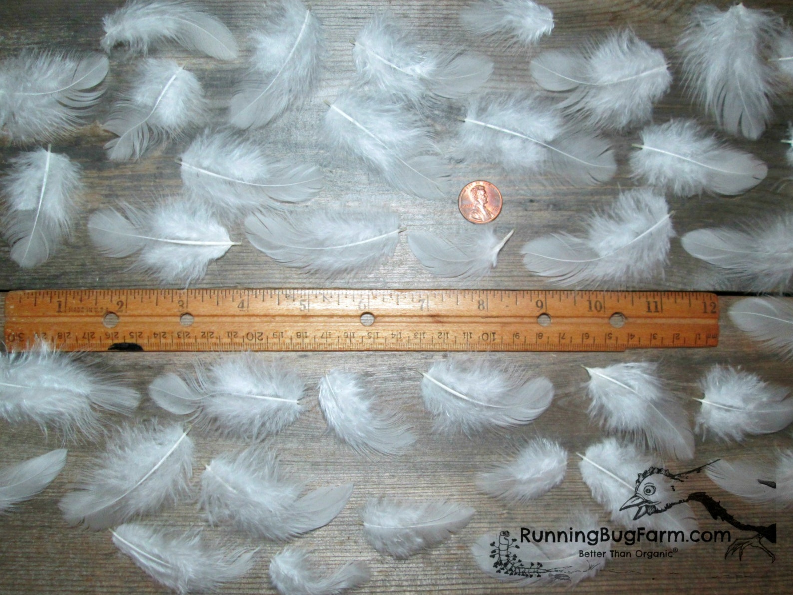 White Feathers Real Feathers Natural Feathers Cruelty Free Etsy
