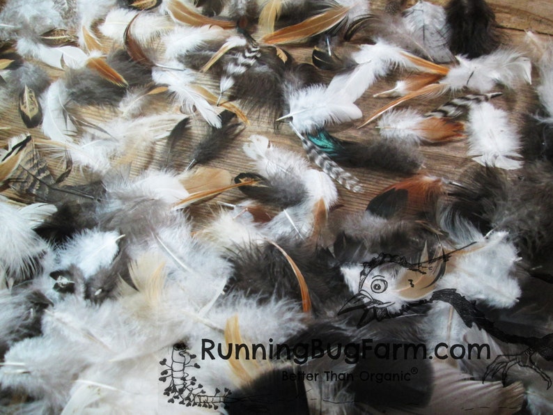 Bulk Pet Feathers 500 Assorted Flawed Feathers For Cat Toys