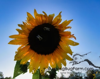 Natural Hopi Black Sunflower Dyers Seeds Chemical Free Organic Plant Based Color Fiber Ink Paints Non GMO USA Farm Helianthus annuus Qty 100