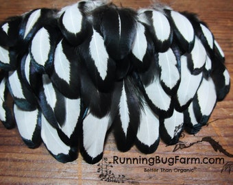 Cruelty Free Black and White Feathers Natural Real Bird Feathers Ethical Molted Silver Sebright Bantam Feathers For Crafts Qty 30 1.5-2.5"