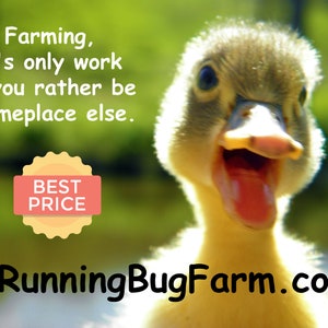 An open mouthed duckling outside with text that says, Farming, it's only work if you rather be someplace else. Best price. RunningBugFarm.com