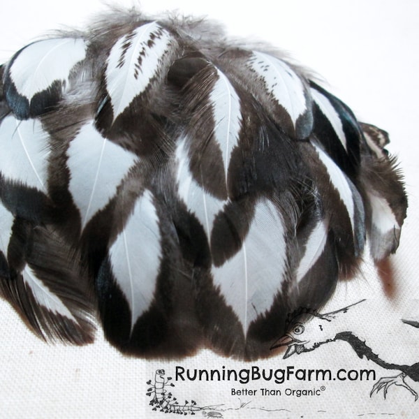 Cruelty Free Feathers Black and White Real Bird Feathers Eco Loose Silver Laced Wyandotte Hen Chicken Feathers For Crafts Qty 25 Size 3-3.5"