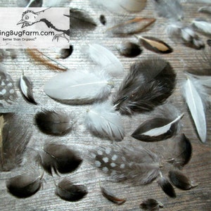 Miniature Cruelty Free Feather Assortment Real Bird Plumage Ethical Natural Mini Plumes For Crafts Art Qty 30 <1.5" XS