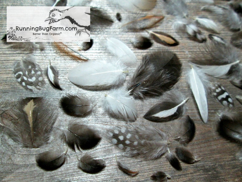 Miniature Cruelty Free Feather Assortment Real Bird Plumage Ethical Natural Mini Plumes For Crafts Art Qty 30 <1.5" XS