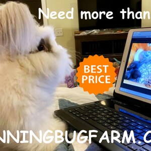 An English Angora rabbit looks at a laptop screen showing bunny kits. Text says, Need more than one? Best price. Visit RunningBugFarm.com