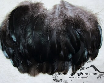Cruelty Free Medium Black Feathers Loose Natural Real Bird Plumage For Crafts Ethical Eco Australorp Hen Chicken Plumes Qty 25 Size 3-3.5"