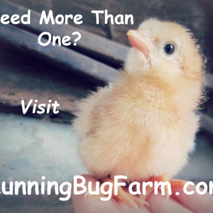 A perching day old chick with text that says, Need more than one? Visit RunningBugFarm.com