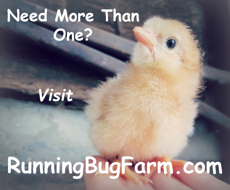 A perching day old chick with text that says, Need more than one? Visit RunningBugFarm.com