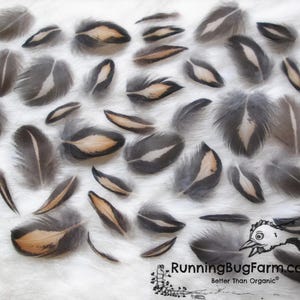 Feathers Cruelty Free MINIATURE Golden Laced Black Rust Hen Real XXS Bird Feathers Natural Ethical  Plumage for Crafts Qty 30 Size any &lt; 1&quot;