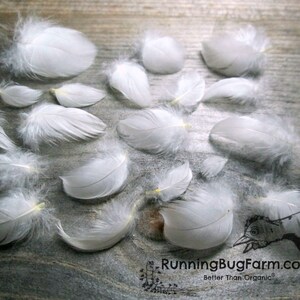 Real miniature White Wyandotte bird feathers for crafts. The chicken plumes are any size less than one inch.