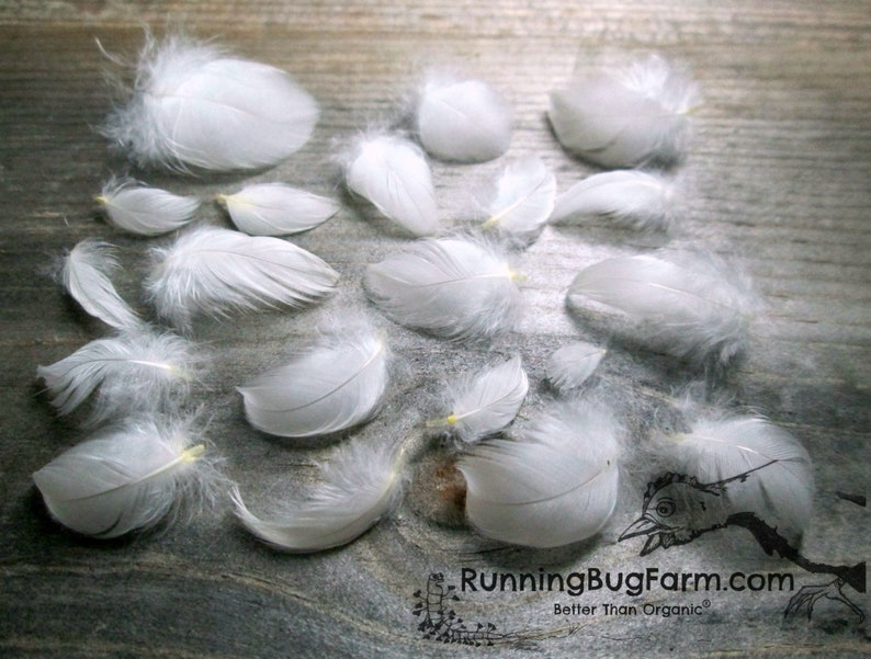 Real miniature White Wyandotte bird feathers for crafts. The chicken plumes are any size less than one inch.