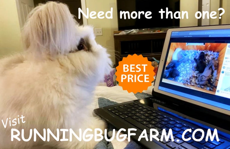 An English Angora rabbit looks at a laptop screen showing bunny kits. Text says, Need more than one? Best price. Visit RunningBugFarm.com