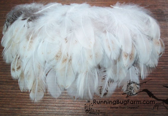 Brown Craft Feathers 5g