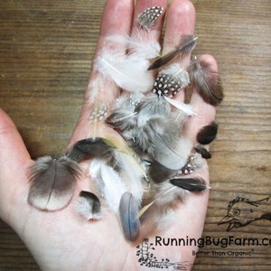 Miniature Cruelty Free Feather Assortment Real Bird Plumage Ethical Natural Mini Plumes For Crafts Laid In A Womans Palm For Scale Qty 30 <1.5" XS