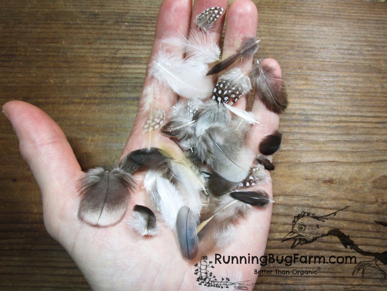 Miniature Cruelty Free Feather Assortment Real Bird Plumage Ethical Natural Mini Plumes For Crafts Laid In A Womans Palm For Scale Qty 30 <1.5" XS