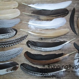 Mixed cruelty free wing and tail feather variety pack for crafts neatly laid out.
