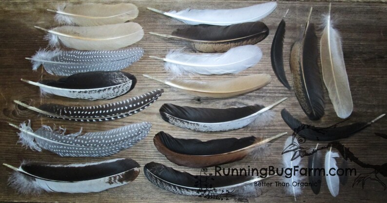 Mixed cruelty free wing and tail feather variety pack for crafts neatly laid out.