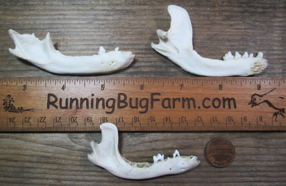 Real Raccoon Jaw Bones With Teeth Natural Raccoon Bone | Etsy