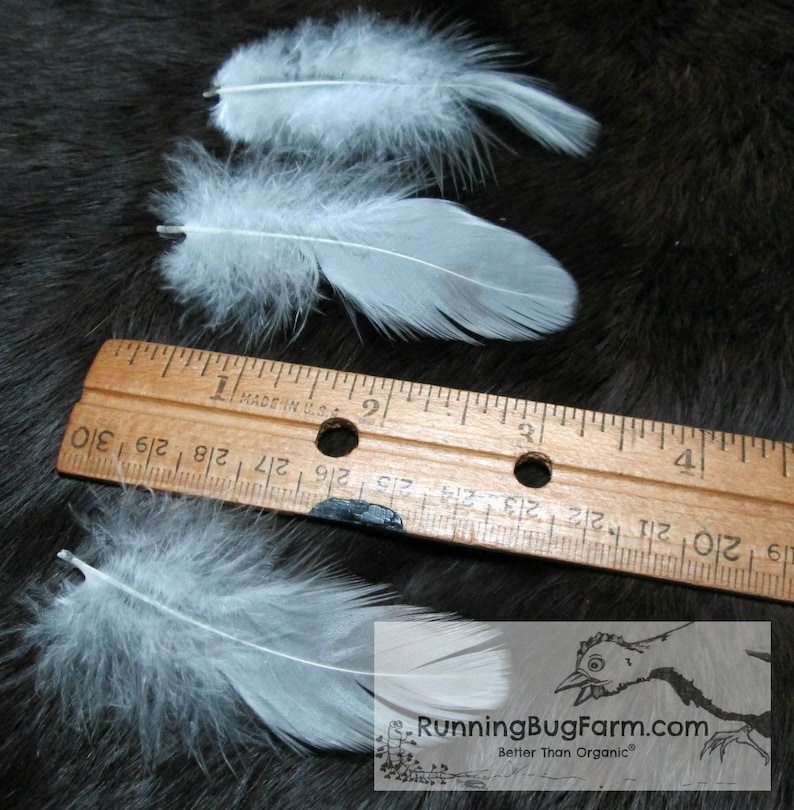 White Feathers Cruelty Free Feathers Real Feathers Craft Etsy