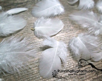 Cruelty Free Feathers MINIATURE Feathers White Feathers Real Feathers Loose Natural Feathers Real Bird Feathers For Crafts Qty 30 1-1.49"