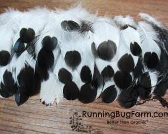 Small Cruelty Free Black and White Silver Spangled Hen Feathers for Crafts Natural Molted Dropped Real Humane Plumes Qty 30 Size 1.5-2.5"