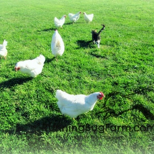 Flock of White Wyandotte heritage breed chickens on sunny green Running Bug Farm pastures with a black and white cat.