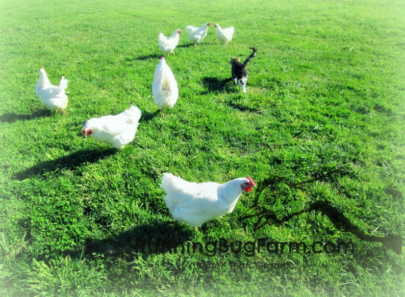 Flock of White Wyandotte heritage breed chickens on sunny green Running Bug Farm pastures with a black and white cat.