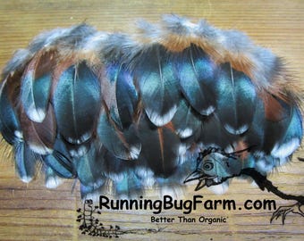 Cruelty Free Speckled Sussex Rooster Feathers Organic Naturally Molted Colorful Plumes for Crunchy Crafts Real Birds Qty 30 Size 1.5-2.5"