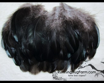 Cruelty Free Medium Black Feathers Loose Natural Real Bird Plumage For Crafts Ethical Eco Australorp Hen Chicken Plumes Qty 25 Size 3-3.5"