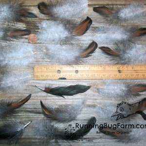 Cruelty Free Feathers Natural Feathers Real Bird Feathers Loose Black Laced Red Wyandotte Rooster Feathers For Crafts Qty 20 Size 4-4.5 image 7