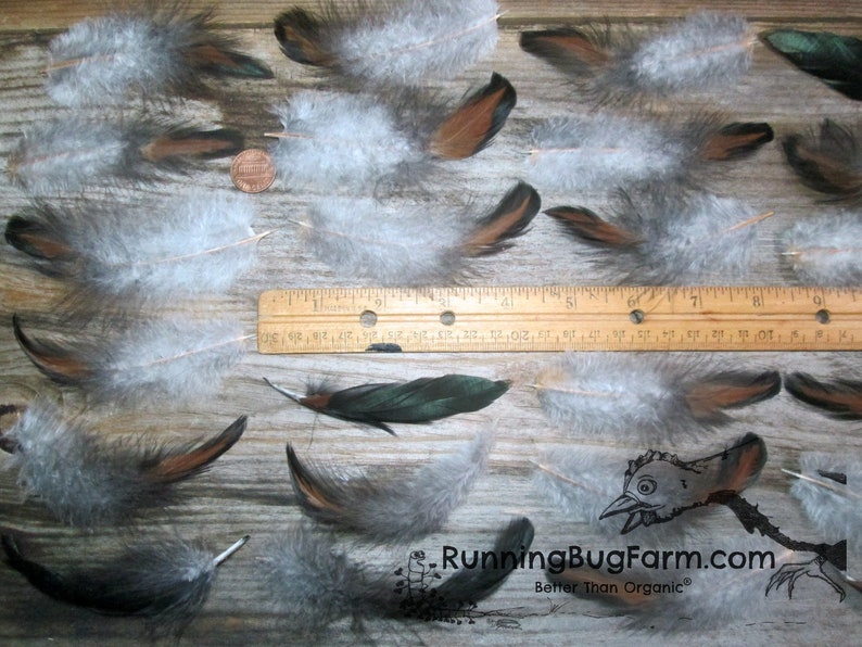 Cruelty Free Feathers Natural Feathers Real Bird Feathers Loose Black Laced Red Wyandotte Rooster Feathers For Crafts Qty 20 Size 4-4.5 image 7