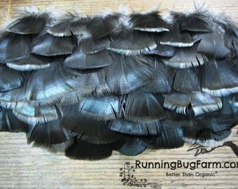 Small Cruelty Free Heritage Bronze Turkey Hen Feathers Real Natural Ethical Metallic Black Plumes Blunt Tips for Crafts Qty 30 Size 1.5-2.5"