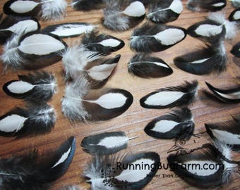 MINI Cruelty Free Black and White Feathers Natural Molted Real Bird Plumes Ethical Silver Sebright Bantam Craft Plumage Qty 30 Size 1-1.49"