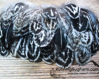 Ethical Black and White Feathers Natural Real Bird Feathers Cruelty Free Molted Dark Brahma Hen Zebra Feathers For Crafts Qty 30 1.5-2.5"