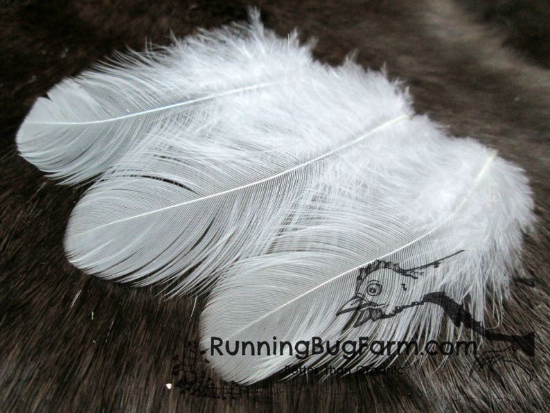 White Feathers Cruelty Free Feathers Real Feathers Craft Etsy