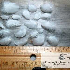 Miniature White Wyandotte bird feathers neatly laid out next to a ruler for scale. The chicken plumes are any size less than one inch.