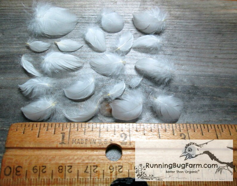 Miniature White Wyandotte bird feathers neatly laid out next to a ruler for scale. The chicken plumes are any size less than one inch.