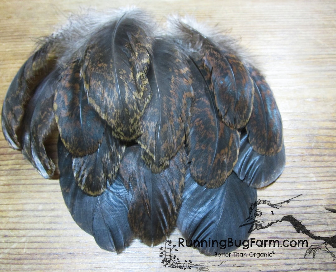 Cruelty Free Natural Black and Brown Tail Feathers Ethical Real Bird Plumes Partridge Hen