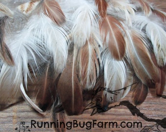Cruelty Free Feathers Real Natural Bird Feathers in Brown White Tan Beige Buff Salmon S Faverolles Hen Feathers For Crafts Qty 30 1.5-2.5"