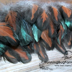 Real Black Laced Red Wyandotte Rooster Feathers For Crafts.