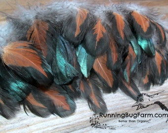 Cruelty Free Feathers Natural Feathers Real Bird Feathers Loose Black Laced Red Wyandotte Rooster Feathers For Crafts Qty 20 Size 4-4.5"