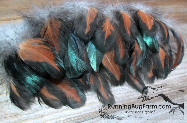 Real Black Laced Red Wyandotte Rooster Feathers For Crafts.