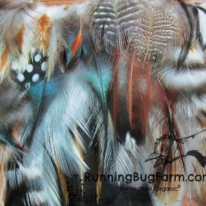 Cruelty Free Mixed Medium Small Chicken Guinea Turkey Duck Feathers Naturally Molted Loose Assortment Real Bird Craft Plumes (30, 1.5-3.5&quot;)