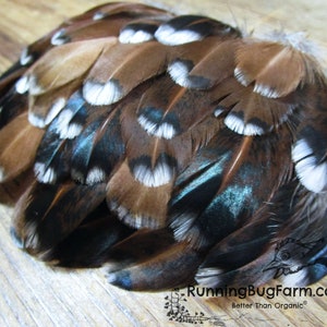 Colorful cruelty free Speckled Sussex hen chicken feathers for crafts from Running Bug Farm USA.