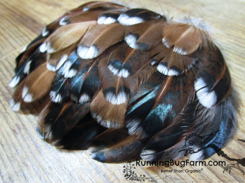 Colorful cruelty free Speckled Sussex hen chicken feathers for crafts from Running Bug Farm USA.